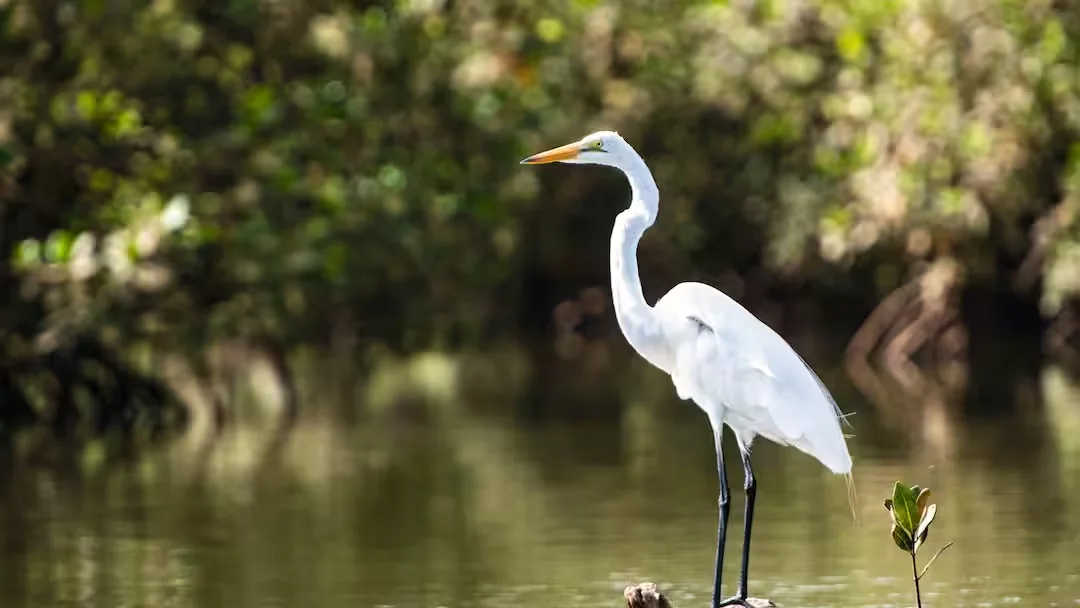 Birdwatching in The Gambia