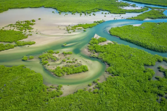 Excursiones por manglares en Gambia
